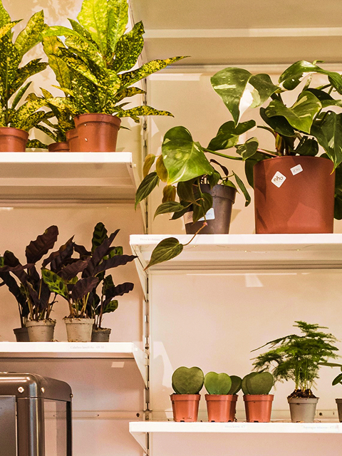 Plants